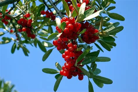 Jul 25, 2022 · Avoid: Holly Berries. Holly berrie