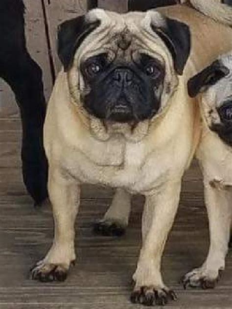 The Buffalo Pug and Small Breed Rescue, Inc., located in Alden, New York is an Animal Shelter that provides temporary housing and care for stray, unwanted, and owner-relinquished animals including dogs and cats in Erie County. A wide range of additional services may also be offered by the Buffalo Pug and Small Breed Rescue, Inc... 