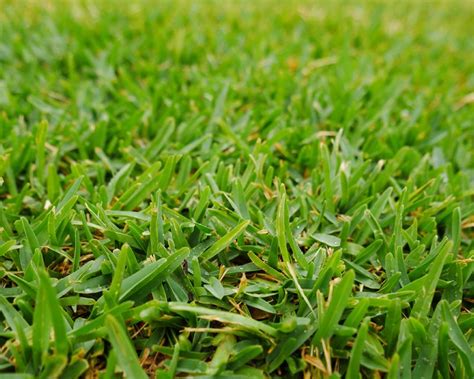 Buffalograss lawn. 4. Trim the grass regularly. Mowing your buffalo grass regularly is highly recommended for growth. For high-quality turf, you can trim the grass once a week at about two to three inches. Nonetheless, your lawn can survive up to six months without mowing. However, it might lead to weed and pest infestations. 5. 
