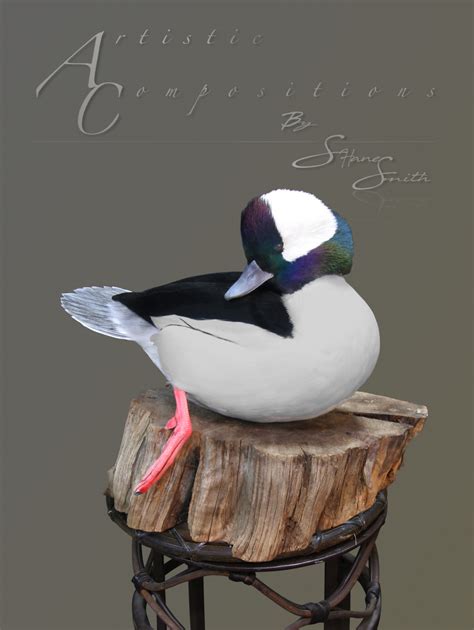 Bufflehead duck mounts. A buoyant, large-headed duck that abruptly vanishes and resurfaces as it feeds, the tiny Bufflehead spends winters bobbing in bays, estuaries, reservoirs, and lakes. Males are striking black-and white from a distance. A closer look at the head shows glossy green and purple setting off the striking white patch. Females are a subdued gray-brown with a neat white patch on the cheek. 