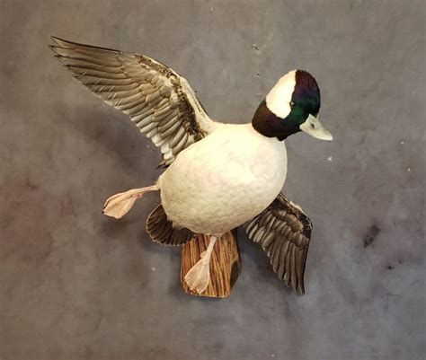 Bufflehead mounts. Check out our bufflehead duck mounts selection for the very best in unique or custom, handmade pieces from our animal mounts shops. 
