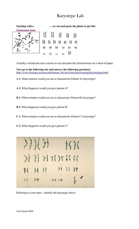 Bug Karyotype Lab Answers