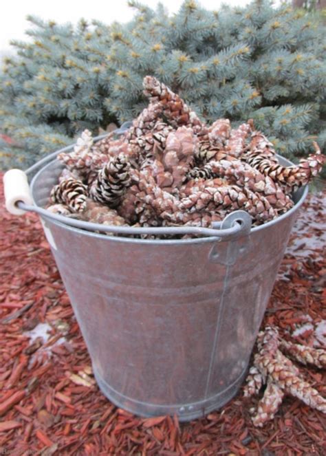 Bug Tip Tuesday Get Bugs Out of Pine Cones A1 Exterminators