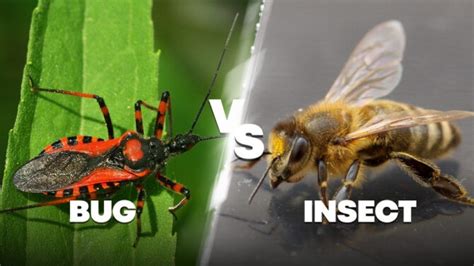 Bug Vs Bug
