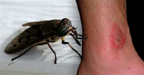  Dr. Heidi Fowler answered. Mosquitoes have an anticoagulan