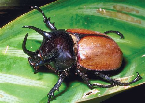 Bug bug. Some bugs produce a pungent odour. Heteropteran bugs are hemimetabolous insects. Their life cycle consists of an egg, usually five nymphal instars and the adult ... 