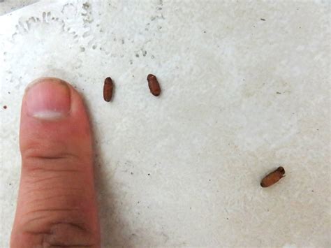These bug-like beetles also lay eggs near food sources where the eggs hatch and produce larvae. Larder beetle identification. The small beetle is shaped like a coffee bean covered in fine black or reddish-brown setae. Look for the identifiable, yellow-spotted band with three spots in a triangle shape. Related articles:. 