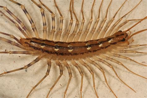 Bug with lots of legs but not a centipede. House Centipede. You’ll find this aptly-named centipede ( Scutigera coleoptrata) all over North America, as well as Hawaii. It can grow from 1- to 1-1/2-in. long. Although a large one can look fearsome with its fifteen pairs of legs, it’s basically harmless, though it can inflict a painful nip if handled. Its yellow-gray body features three ... 