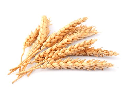 Bugday Halı ve Koltuk Yıkama