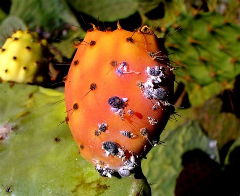 Bugs Used For Food Coloring