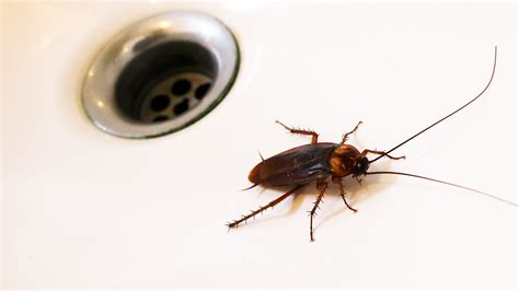 Bugs in bathroom. Create a thick paste of baking soda and hot water by mixing the ingredients. Apply the baking soda paste to the inside of your bathtub to create a thick layer. Allow the baking soda to stand for five minutes. When the paste begins to dry, scrub the sides with a nylon brush, then rinse with hot water. 