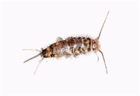 Bugs that Look Like Silverfish Fantastic Pest Control