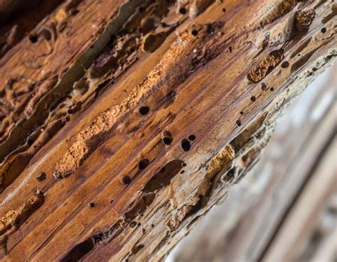 The larvae gradually eat into the infested timber, leaving a thin veneer of wood on the surface. The emerging adult wood bugs leave behind some fine bore dust and holes just 1 mm to 2mm in size. If left unchecked for a long time, they will reduce the wood to a fine powder. This is why it’s called “powder post.”.. 
