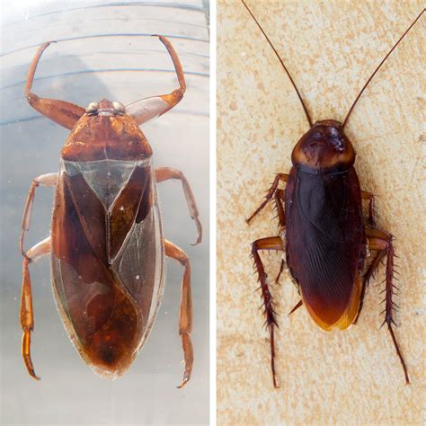 Bugs that look like cockroach. Here the Bugs That Look Like Cockroaches. 1. Giant Water Bugs. Giant Water Bugs are often confused with cockroaches because they do have some similar physical characteristics. However, they both … 