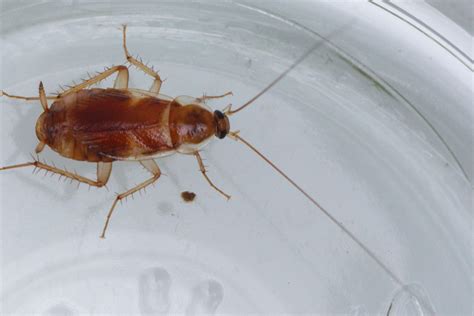 Bugs that look like cockroaches. Things To Know About Bugs that look like cockroaches. 