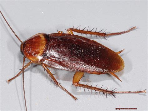 Bugs that look like roaches. Aug 22, 2020 ... The palmetto bug is also known as the American cockroach. While they look similar to their cousin, the German cockroach, they are much larger in ... 
