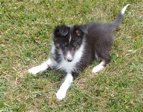 Buhrman shelties. Shetland Sheepdog. Sable and Sable Merle AKC Shetland Sheepdog Puppies. DOB: 03/28/2024 (5 weeks old) Males: 3. Females: 5. Login to Get in Touch! Sign In. Founded in 1884, the AKC is the recognized and trusted expert in breed, health and training information for dogs. AKC actively advocates for responsible dog ownership and is dedicated to ... 
