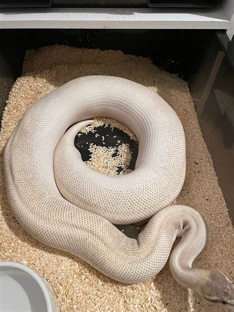 Build/ovulation Ball Pythons MorphMarket Reptile Community