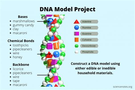 Build A Dna Model Online