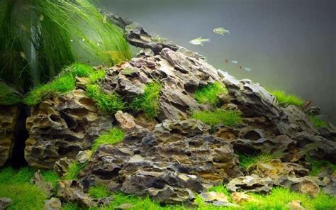 Build Aquarium Safely - What Rocks Can …