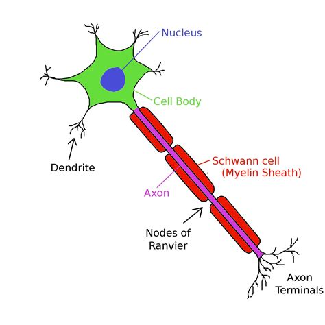 Build a Neuron.docx - What is a Neuron? Neurons are the...