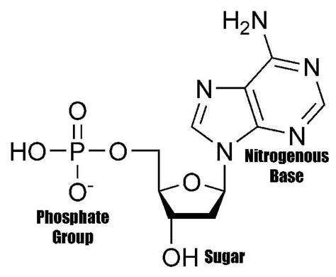 Building Blocks of Nucleic Acids Structures & Functions