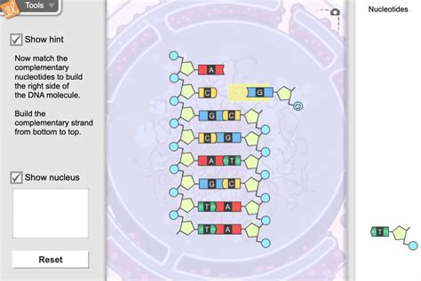 Building DNA Gizmo ExploreLearning Gizmos