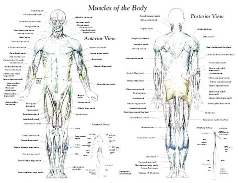 Building The Framework Answers Anatomy