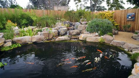 Building a koi pond. Introduce Koi to Pond. First, place the koi in bags containing the pond water. Let them acclimate for about 15 minutes. Place the bags in the pond water and let the fish swim out. Add just a few fish to the pond at a time, no more than five or six in the 5- to 6-inch size range. This lets your biological filters … See more 