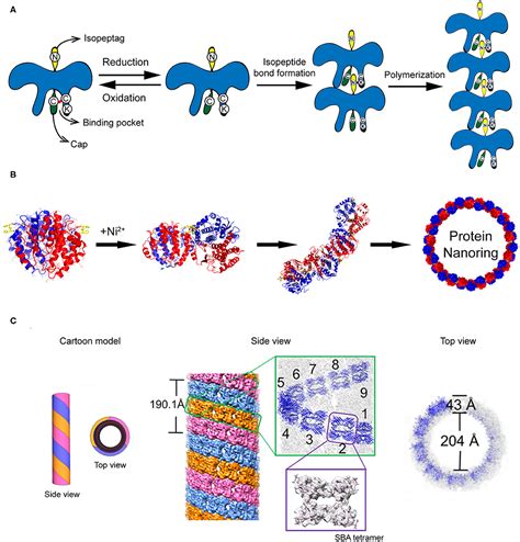 Building blocks of protein abbr. De novo design of self-assembling protein nanostructures and materials is of significant interest, however design of complex, multi-component assemblies is challenging. Here, the authors present a ... 
