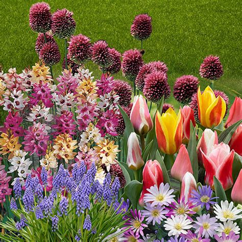 Bulbs - Spring Flowering YouGarden