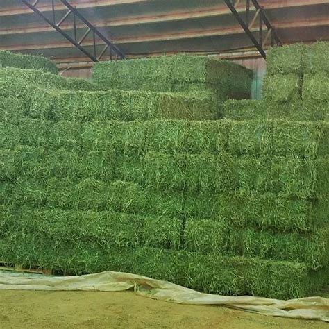 Bulk Hay Bales Suppliers and Wholesalers - TradeWheel