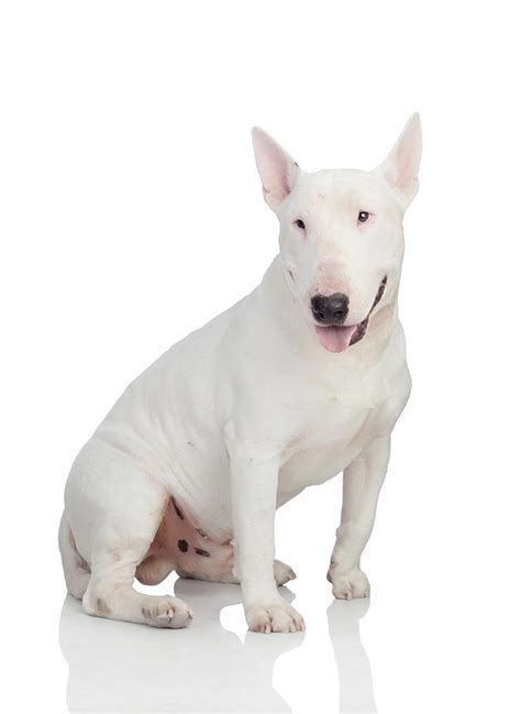 Bull Terrier Breed Guide Petbarn