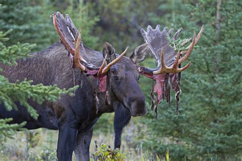 Bull moose shedding antlers. Watch a moose shed one of its antlers as a startled Wyoming family records from a window close by. All male moose grow and lose their antlers each year, but ... 