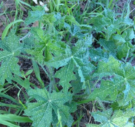 Bull nettle Do My Own