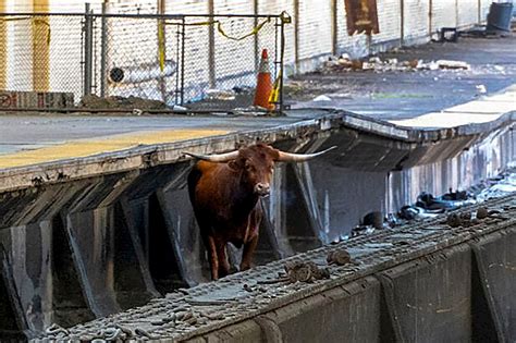 Bull on tracks disrupts trains between Newark and New York