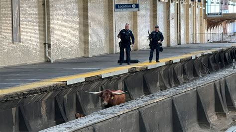 Bull on train tracks near Newark Penn Station causes major delays: NJ TRANSIT