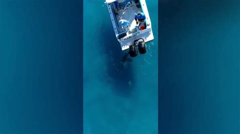 Bull shark’s aggressive encounter with boat off Palm Beach leaves fishermen astonished