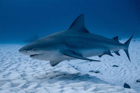 Bull shark windsor bridge.  Here&rsquo;s your complete guide to bull sharks, including ...