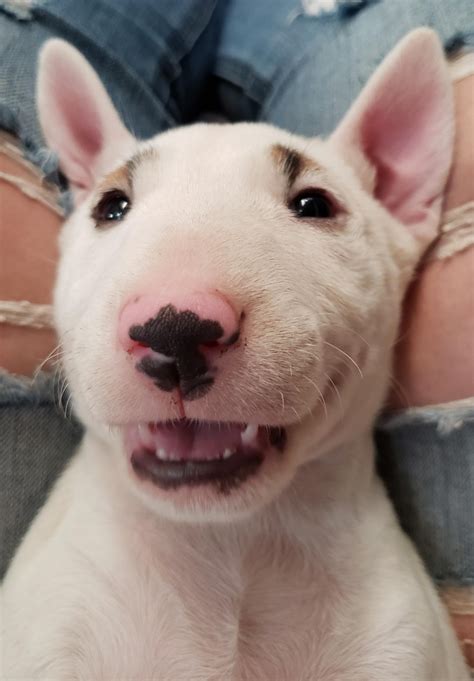 Bull terrier near me for sale. Beautiful Bull Terrier Puppies for sale. R2,000. 2 Beautiful Male Bull Terrier puppies for sale both got their vaccinations and dewormed (Vet Cards) 8 and a half weeks old ready for their new hom... Pretoria | Bull Terrier. 
