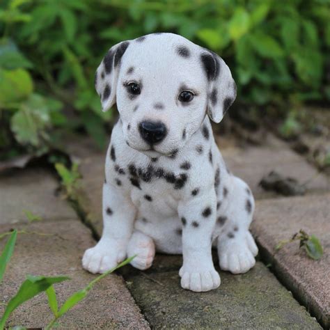 Bulldog Dalmatian Mix Puppies For Sale