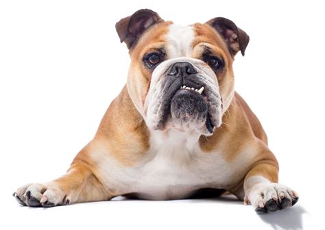 Bulldog Definition & Meaning - Merriam-Webster