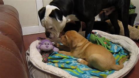 Bulldog Meets Puppy