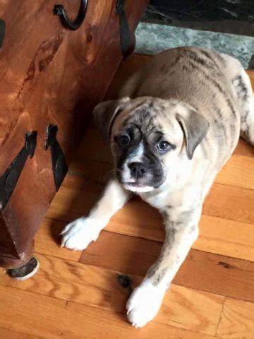 Bulldog Pug Mix Puppies For Sale In Pa