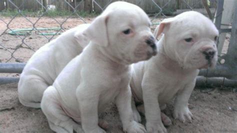 Bulldog Puppies Augusta Ga