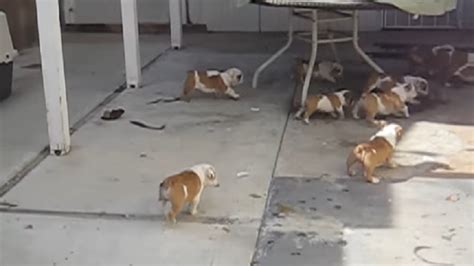 Bulldog Puppies Chasing Mom