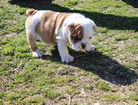 Bulldog Puppies For Adoption In Illinois