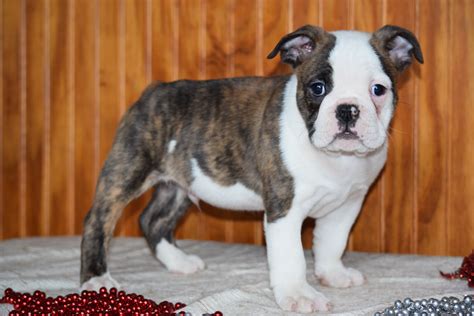 Bulldog Puppies For Adoption In Ohio