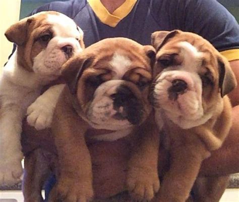 Bulldog Puppies For Adoption In Va