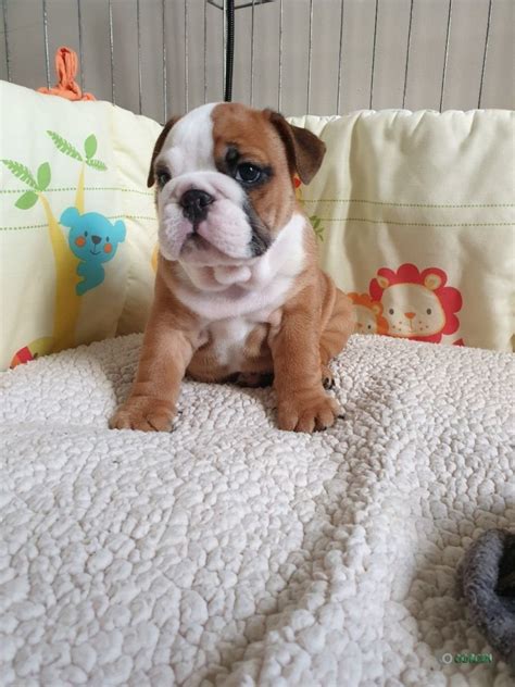 Bulldog Puppies For Rehoming